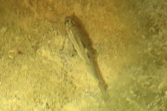 Hesperoleucus symmetricus