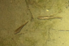 Hesperoleucus symmetricus