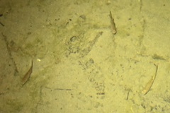 Hesperoleucus symmetricus