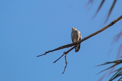 Buteo plagiatus