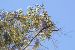 Buteo plagiatus
