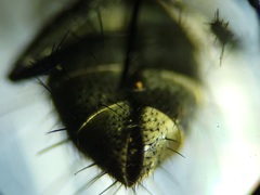 Admontia tarsalis