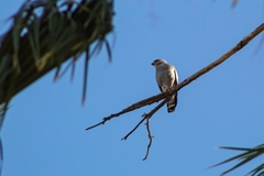 Buteo plagiatus