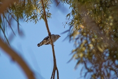 Buteo plagiatus