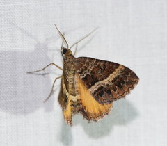 Chrysolarentia vicissata
