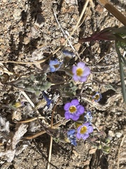 Phacelia bicolor
