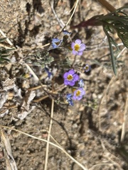 Phacelia bicolor