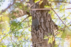 Melanerpes uropygialis