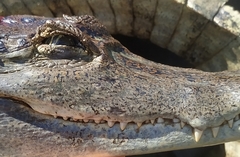 Caiman crocodilus crocodilus