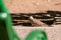 Columbina inca