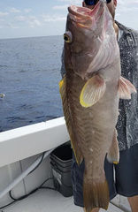 Yellowedge Grouper photo 2