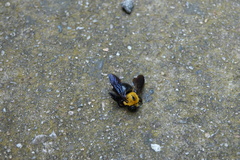 Xylocopa appendiculata appendiculata