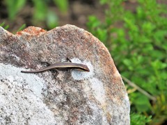 Trachylepis striata