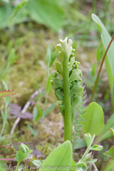 Botrychium ascendens