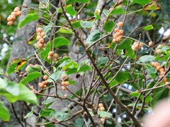 Croton sylvaticus