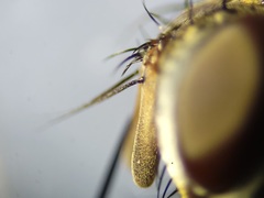 Admontia tarsalis