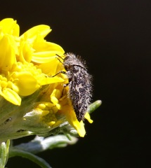 Acmaeodera acuta