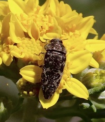 Acmaeodera acuta