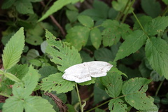 Cyclidia substigmaria