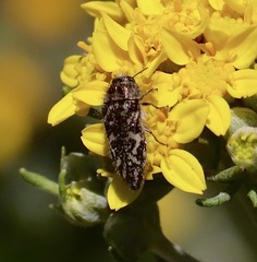 Acmaeodera acuta
