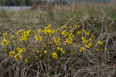 Draba sibirica