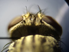 Admontia tarsalis