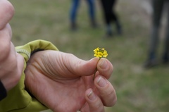 Draba sibirica