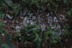 Streptopelia orientalis