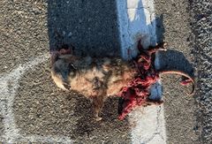 Didelphis virginiana