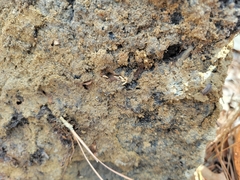 Reticulitermes virginicus