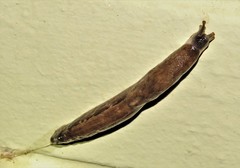 Atoxonoides meridionalis