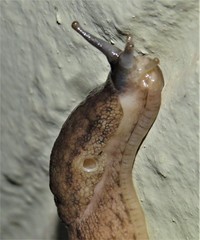 Atoxonoides meridionalis