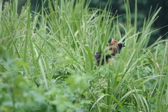 Centropus sinensis