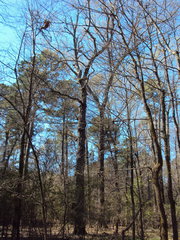 Carya myristiciformis