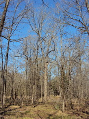 Carya myristiciformis