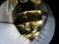 Admontia tarsalis