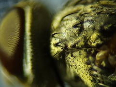 Admontia tarsalis
