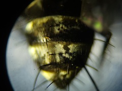 Admontia tarsalis