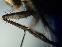 Admontia tarsalis