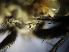 Admontia tarsalis