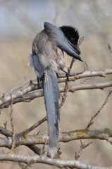 Cyanopica cyanus