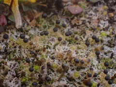 Fossombronia longiseta