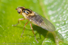 Chlorops
