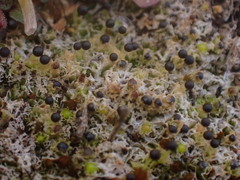 Fossombronia longiseta