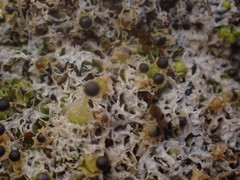 Fossombronia longiseta