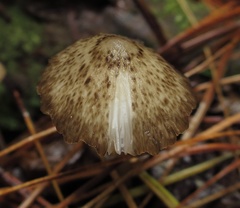 Pseudohydropus parafunebris