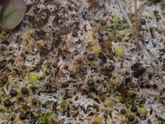 Fossombronia longiseta