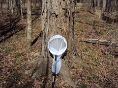 Carya myristiciformis