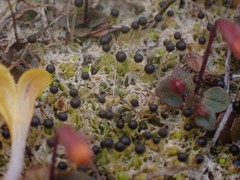 Fossombronia longiseta