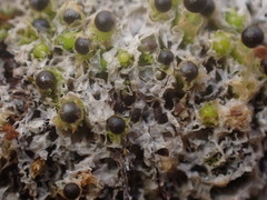 Fossombronia longiseta